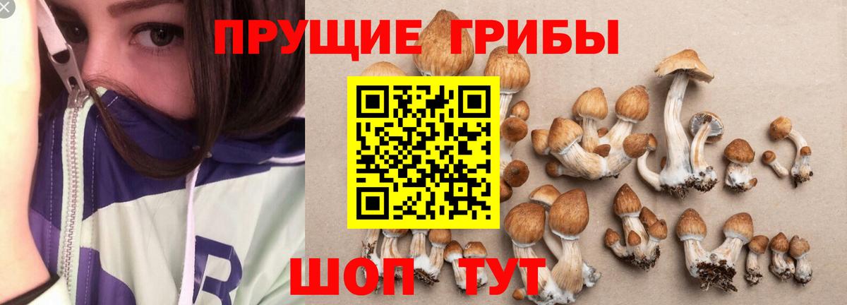 Псилоцибиновые грибы Psilocybe Соликамск